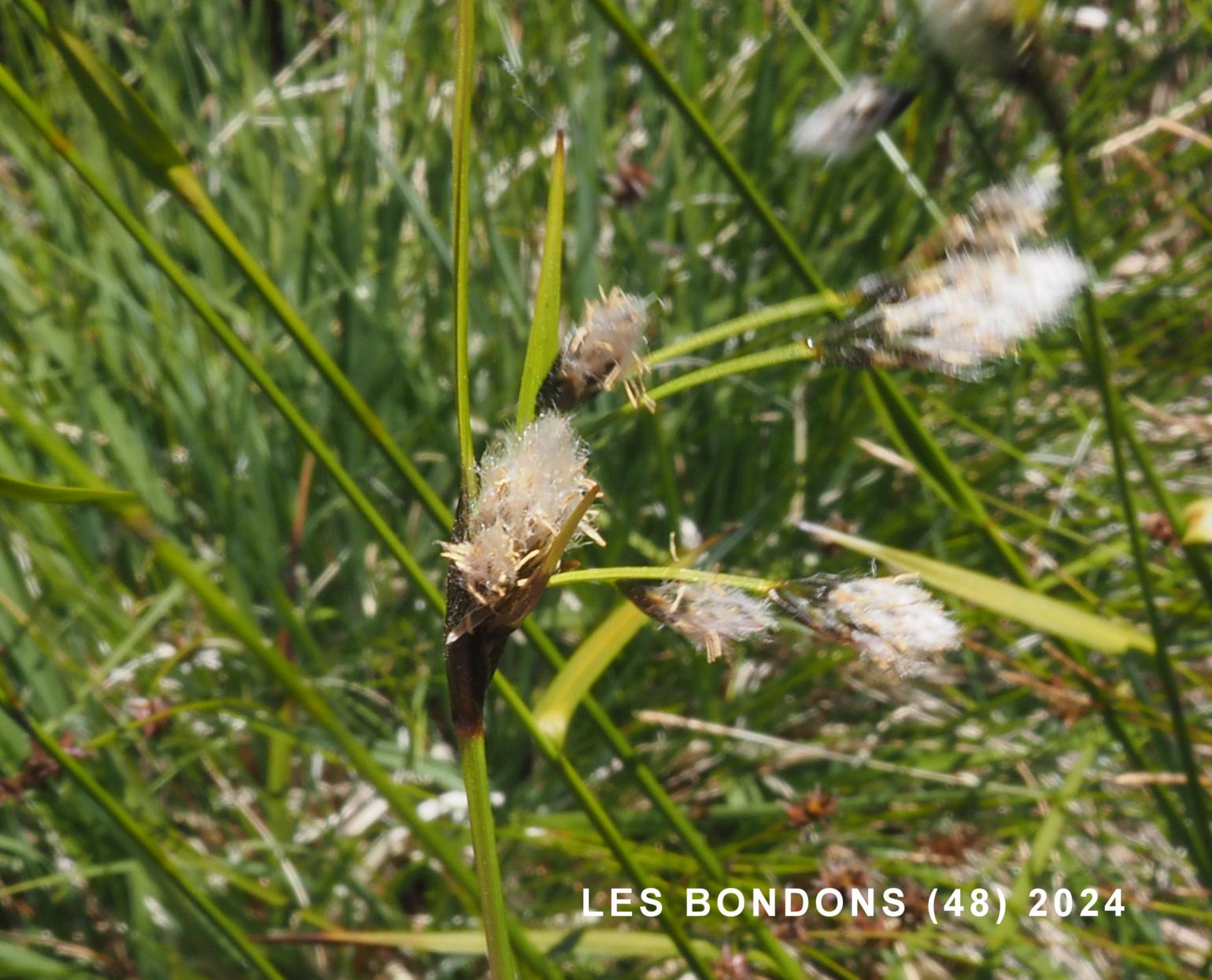 Cotton Grass, Broad-leaved